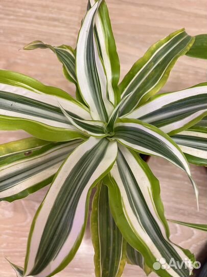 Драцена вариегатная