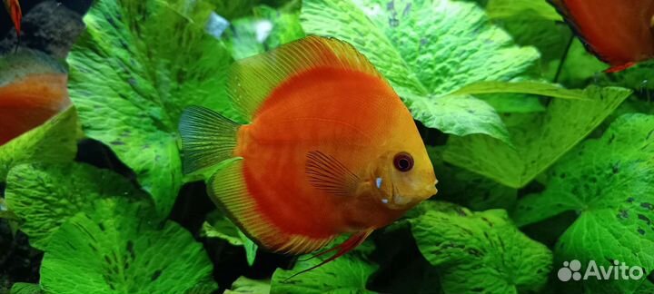 Дискусы Красная дыня