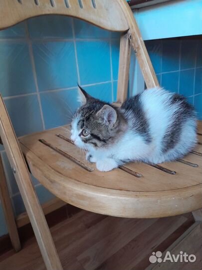 Котик в добрые руки