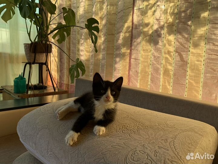 Котята в добрые руки мальчики