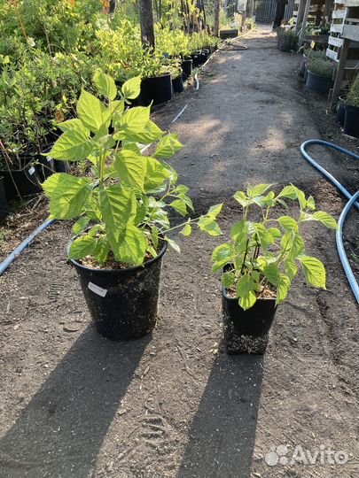 Гортензия Анабель