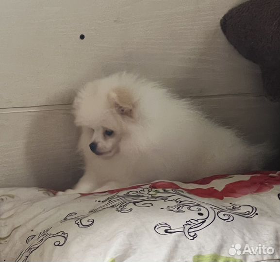 Померанский шпиц мини