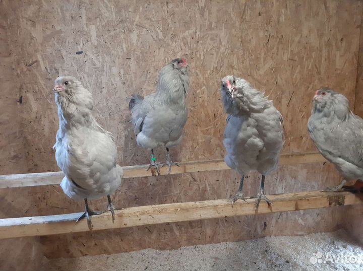 Инкубационное яйцо амераукана