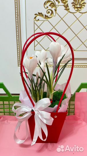 Цветы крокусы