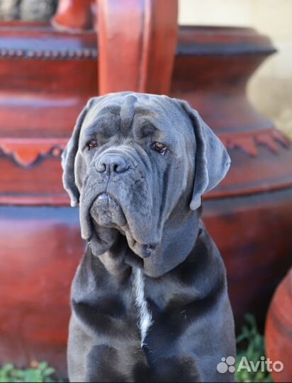 Кобель вязка Кане Корсо