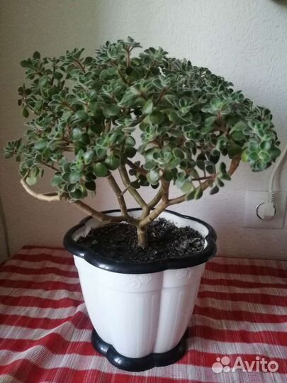 Аихризон дерево любви