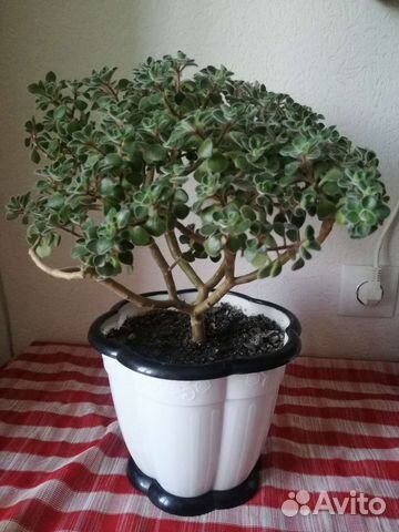 Аихризон дерево любви