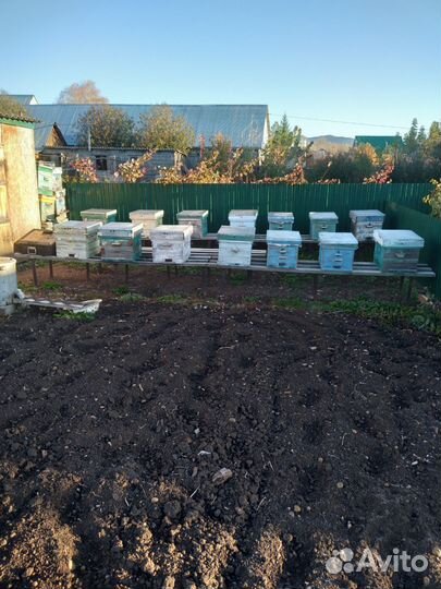 Продается пасека