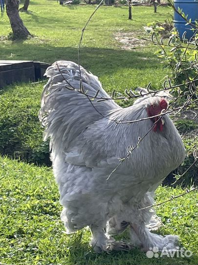 Брама лаванда