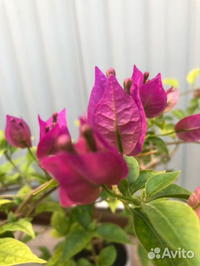 Бугенвиллия