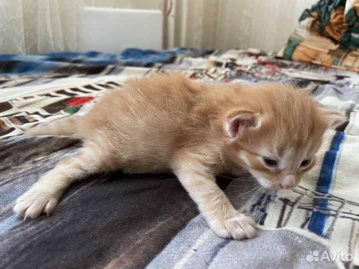 Кошка с котенком