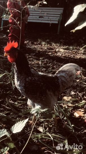 Молодые петухи