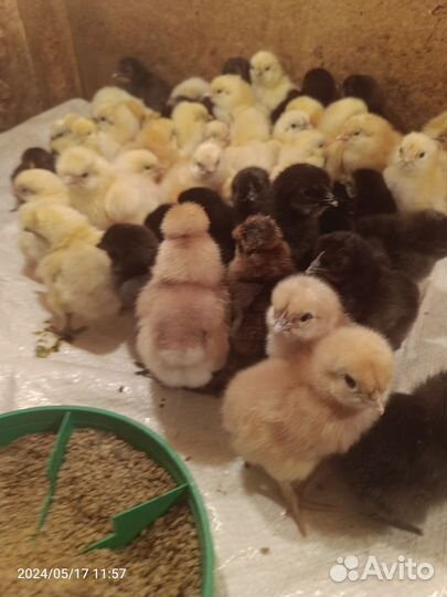 Цыплята домашние микс с цветного яйца