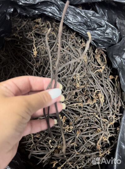 Продам папоротник орляк (Сахалинский )