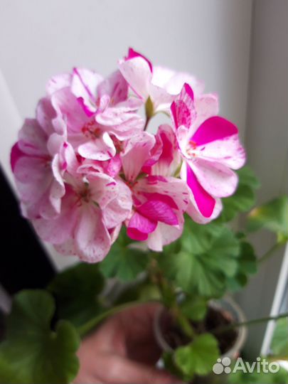 Пеларгония сортовая