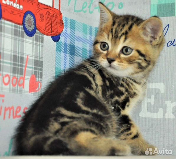 Шотландские котята из питомника