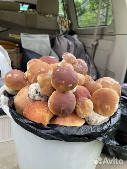 Грибы белые и подосиновики, подберезовики крепкие