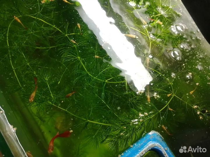 Поделюсь Мальками гуппи