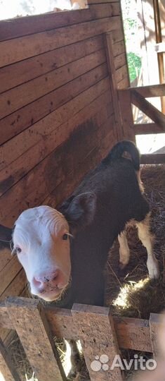 Продам молодого быка