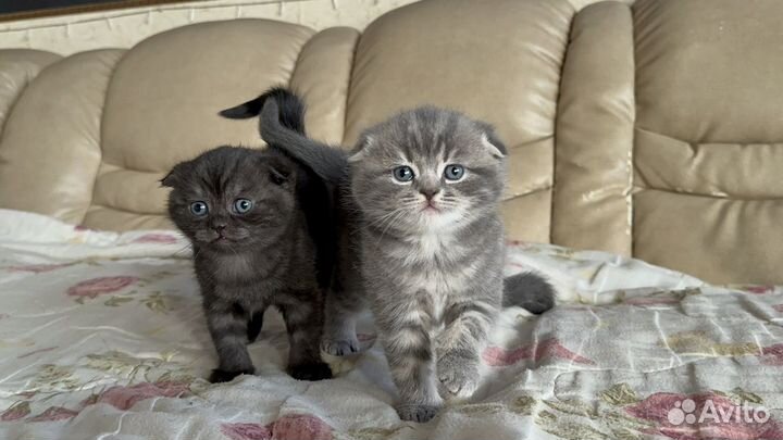 Шотландские котята