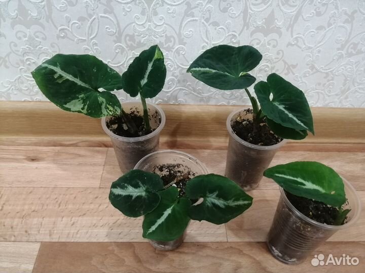 Сингониум Яичница Scrambled Eggs