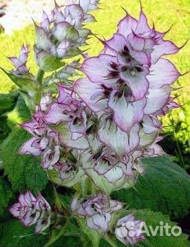 Шалфей мускатный.Пучки.Семена