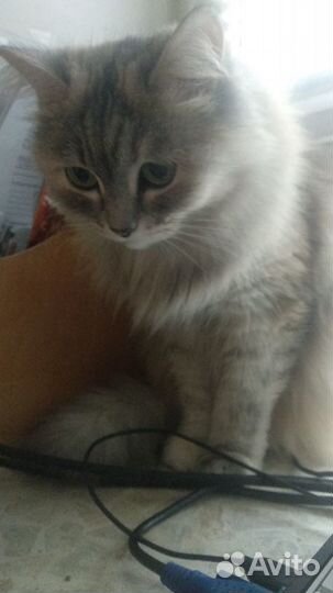 Передержка кошек и няня для котиков