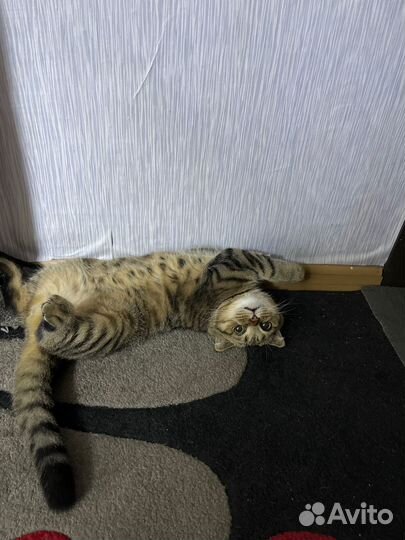Шотландский кот вязка