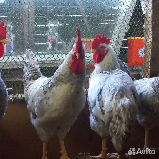 Молодые петушки