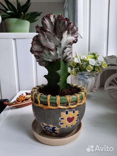 Цветы в горшках