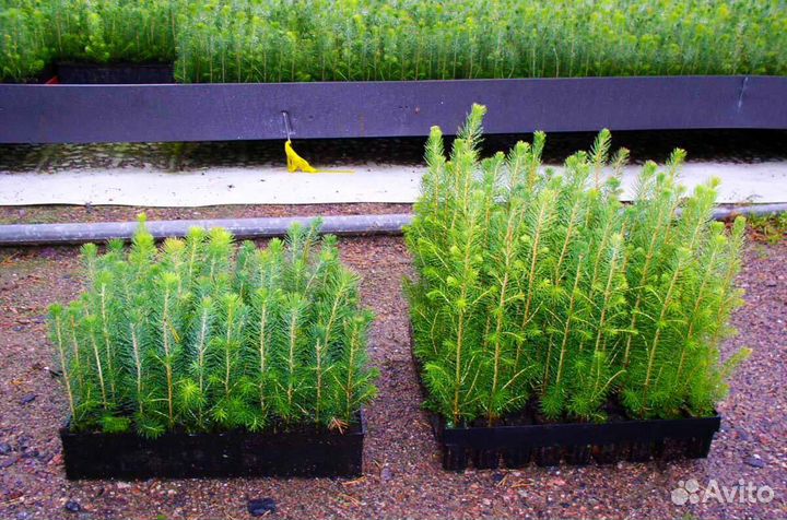 Саженцы ели европейской зкс в розницу