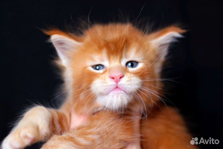 Мейн-кун шикарный котенок Яркое солнышко,питомник