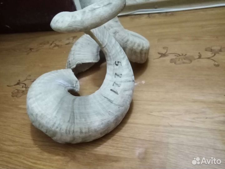 Продам рога барана