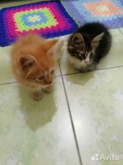 Домашние животные котята бесплатно