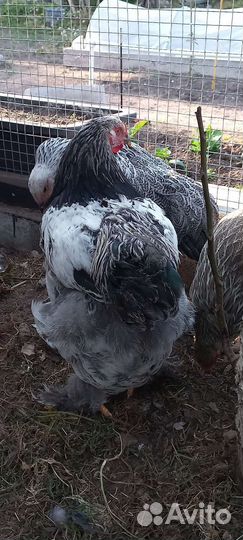 Петух Брама