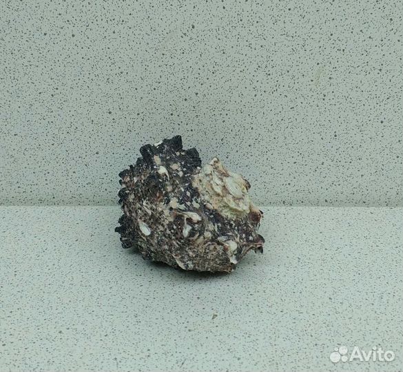 Ангария 5,4 морская ракушка раковина