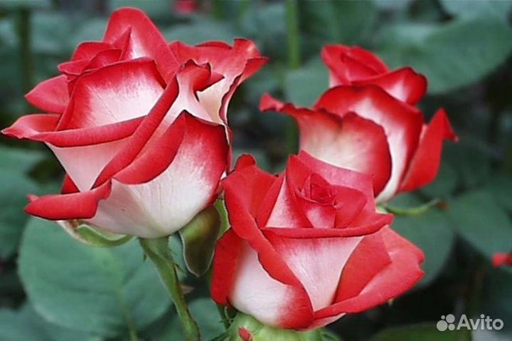 Цветы розы букет