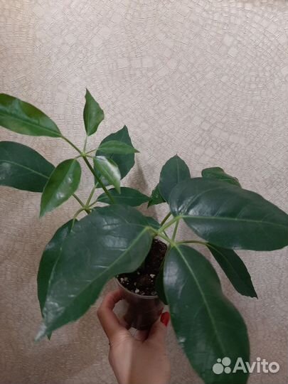 Шефлера Амате Гигант