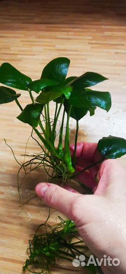 Ламариопсис, анубиас