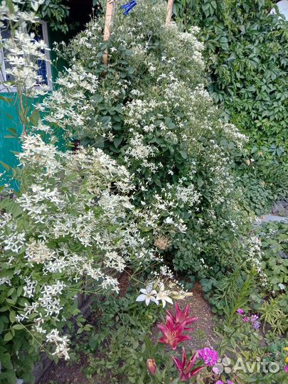 Многолетние цветы