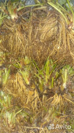 Рассада клубники от производителя