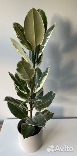 Замиокулькас. Фикус. Аглаонема