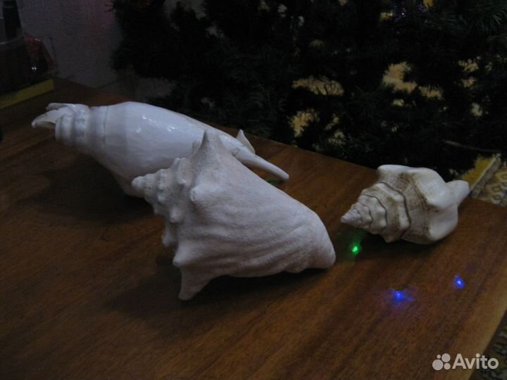 Набор морских раковин