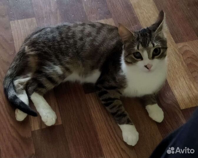 Котёнок бесплатно 7 мес