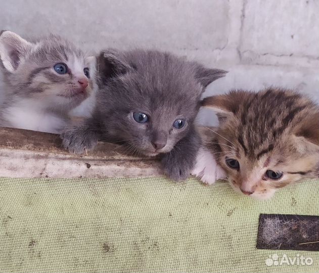 Отдам котят в добрые руки