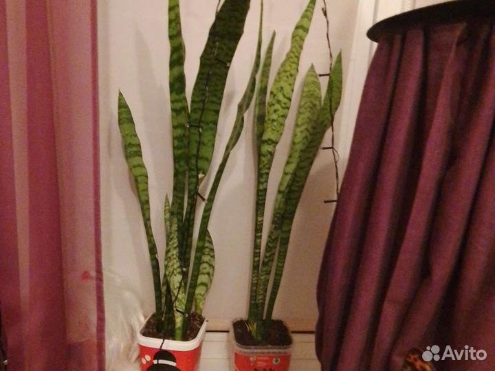 Щучий хвост или сансевиерия самый неприхотливый