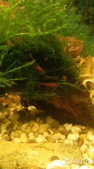 Аквариумные креветки
