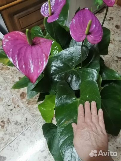 Антуриум редкий