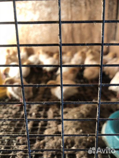 Перепелята