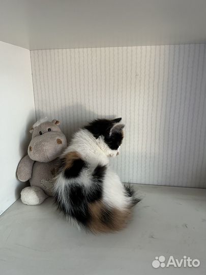 Котята красивые в дар